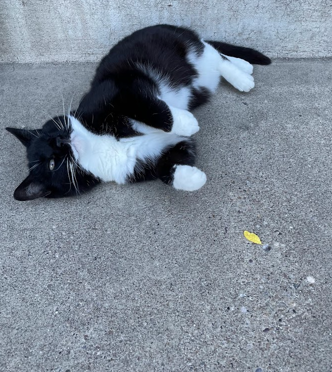 Black and white cat lying on concrete sidewalk, playing with its paws.