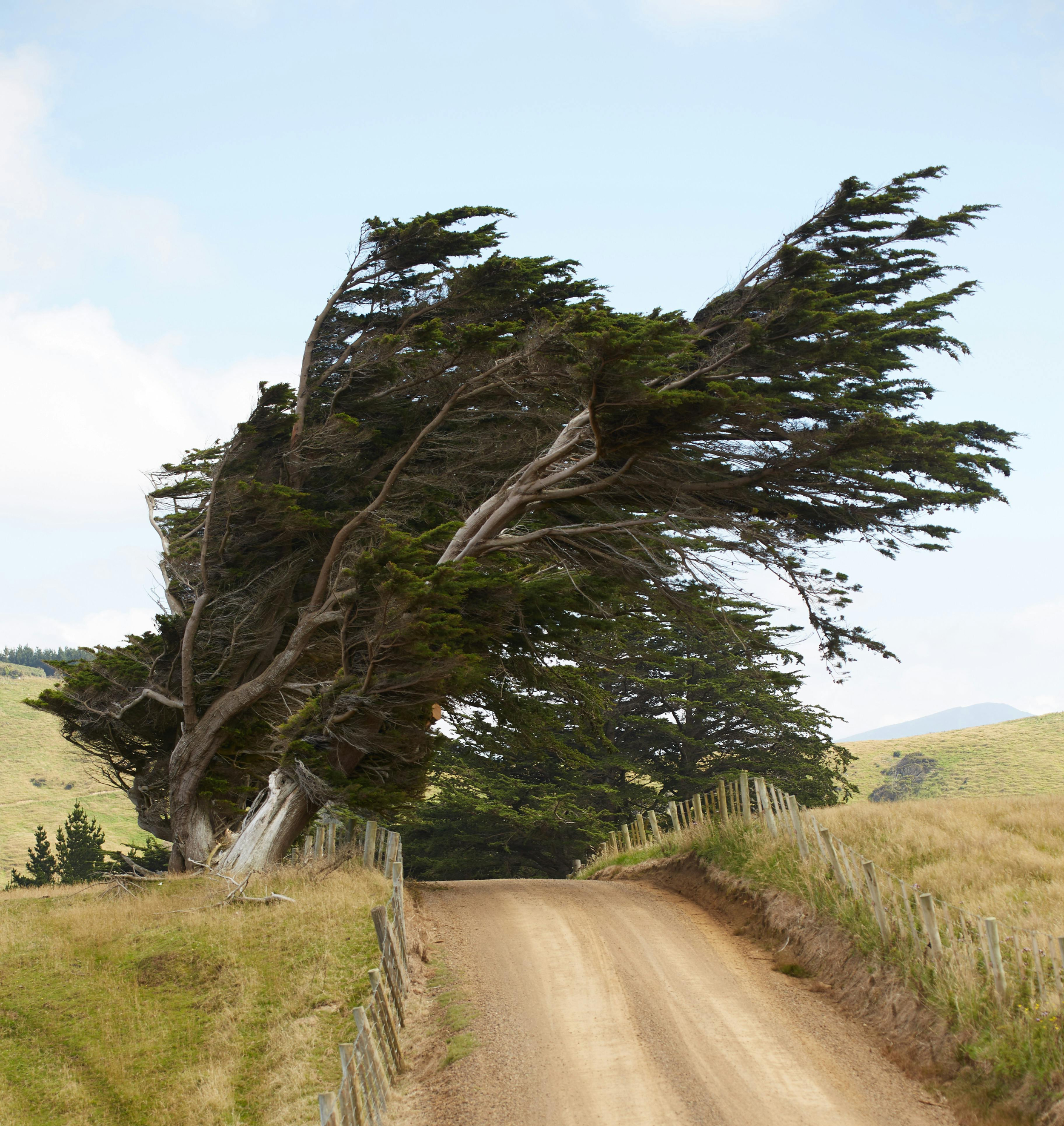 A dirt road winding through grassy fields with a large, windblown tree leaning over it.