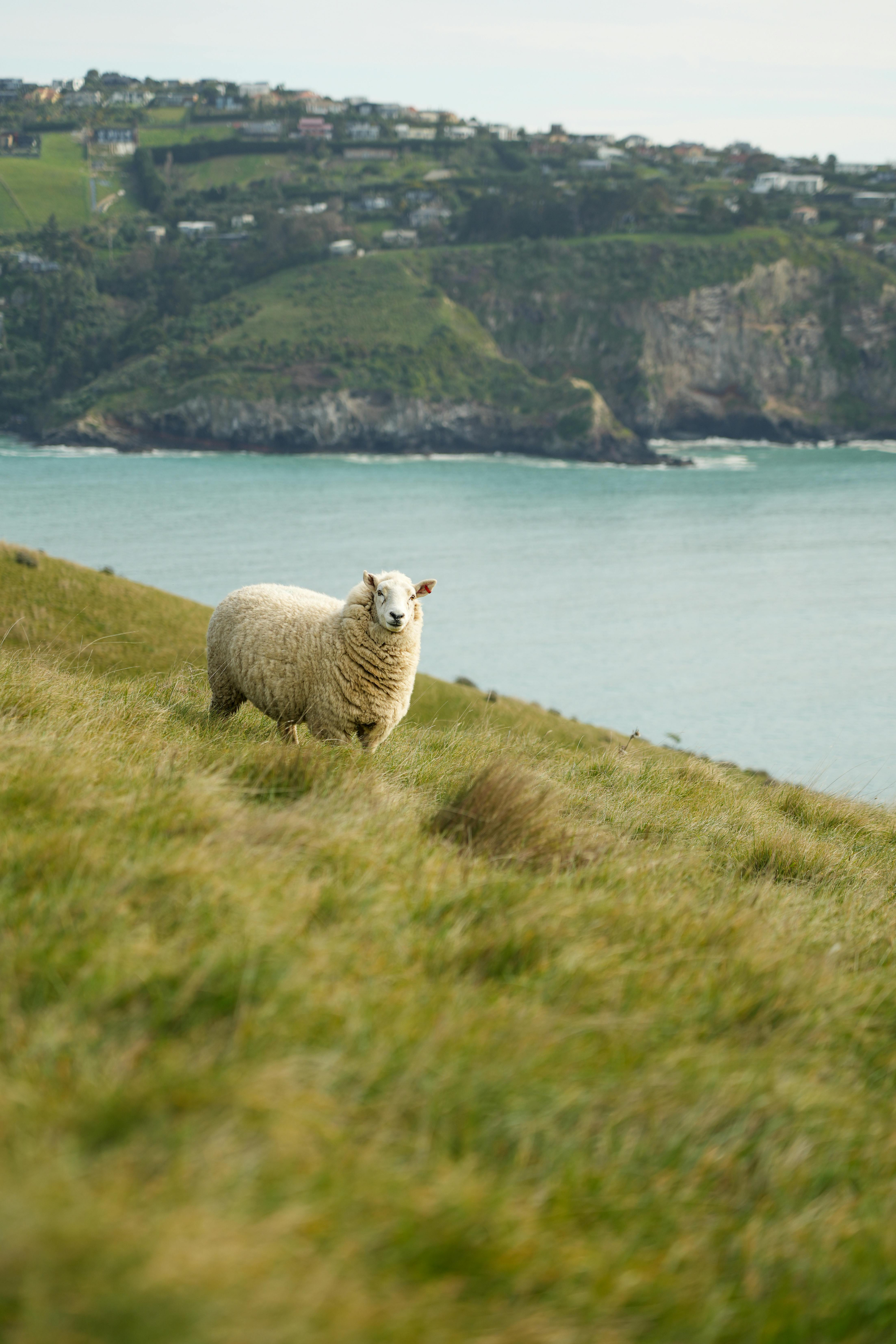 A sheep standing on a grassy hillside with a body of water and cliffs in the background.