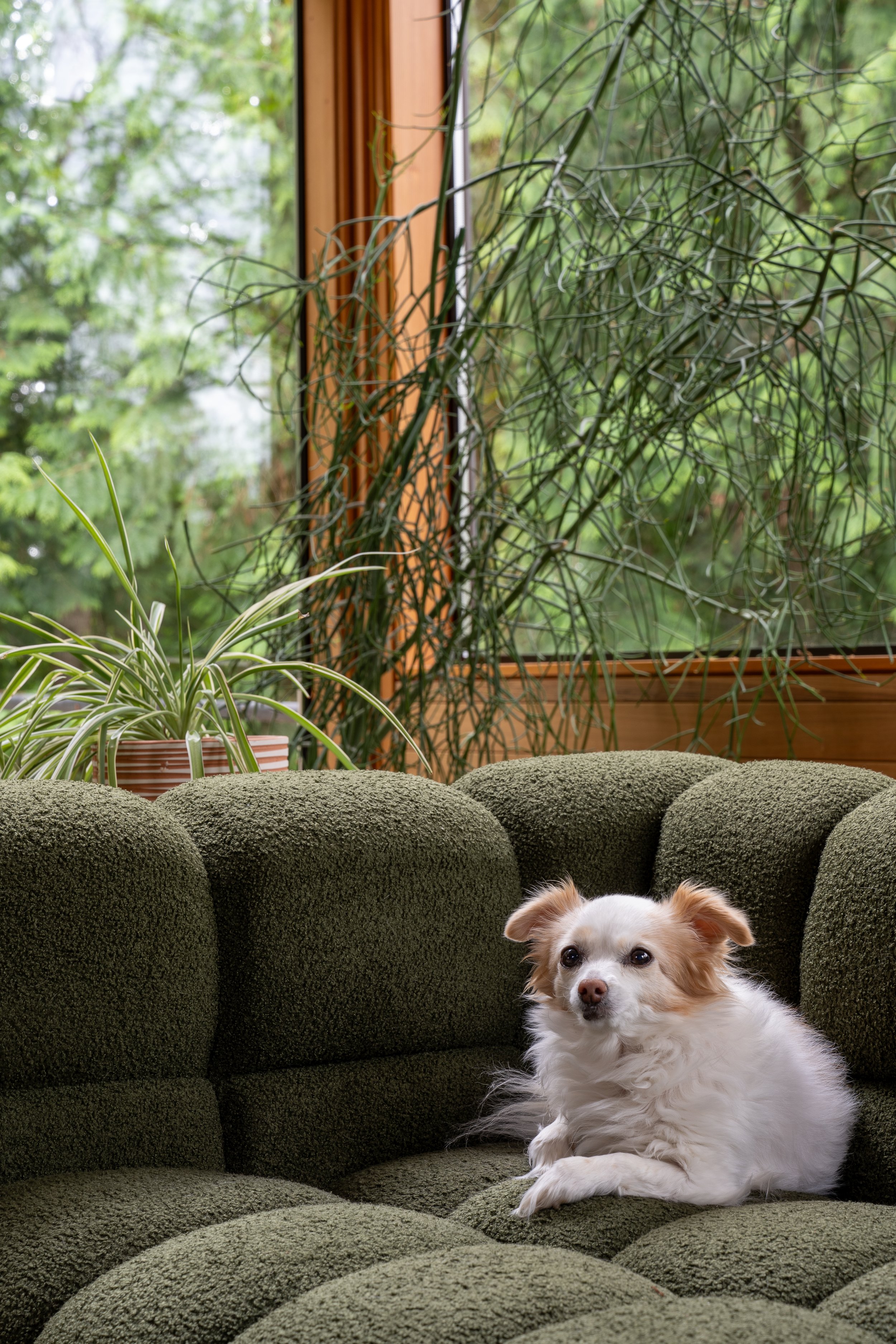 Bainbridge Island | Living Room | Small dog on sofa with trees outside windows