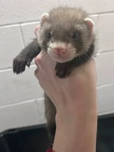 Male- Guinness - Reserved