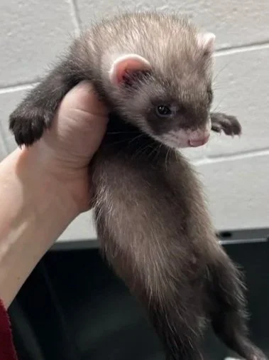 Male- Mint- Reserved