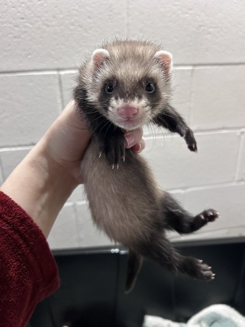 Male- Lucky - Reserved