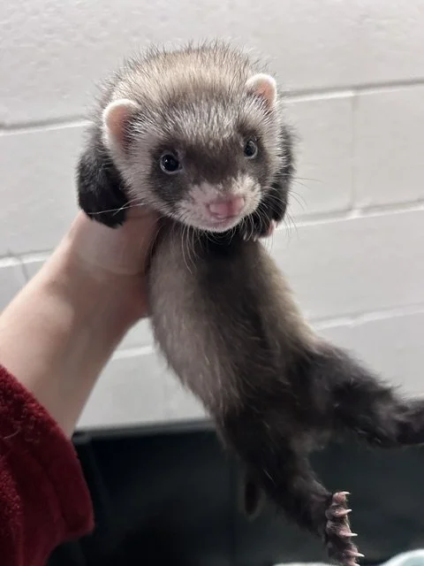 Female- Clover- Reserved