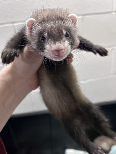 Female- Patty- Reserved
