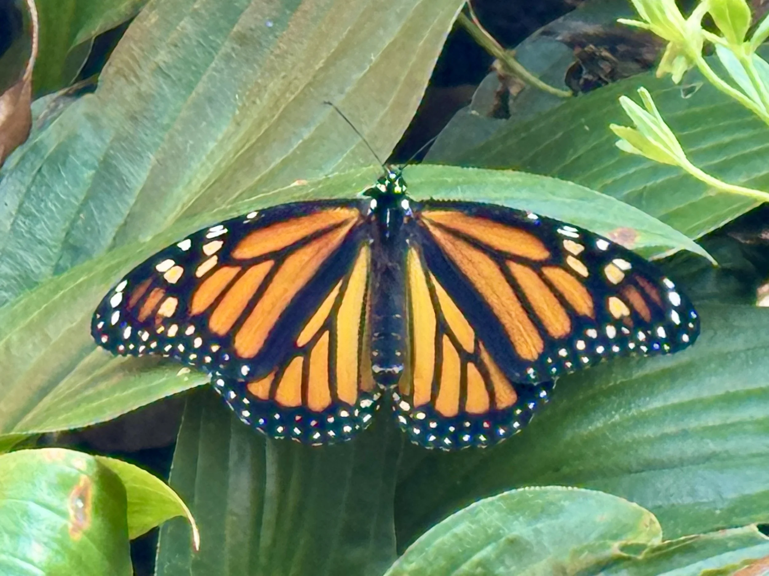 Foundations in Shamanism