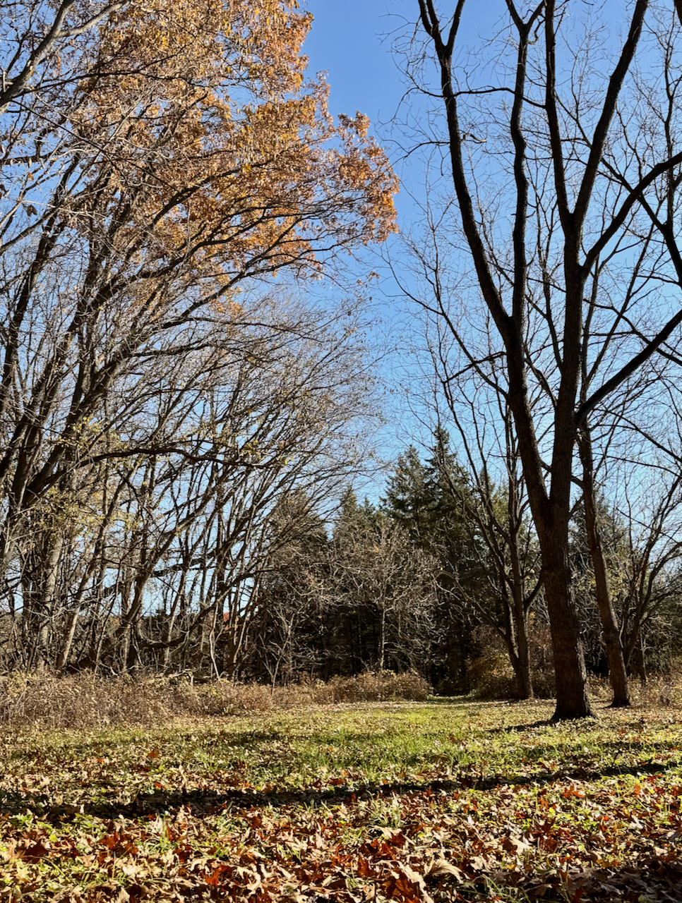 Future site of the Living Art Pavilion