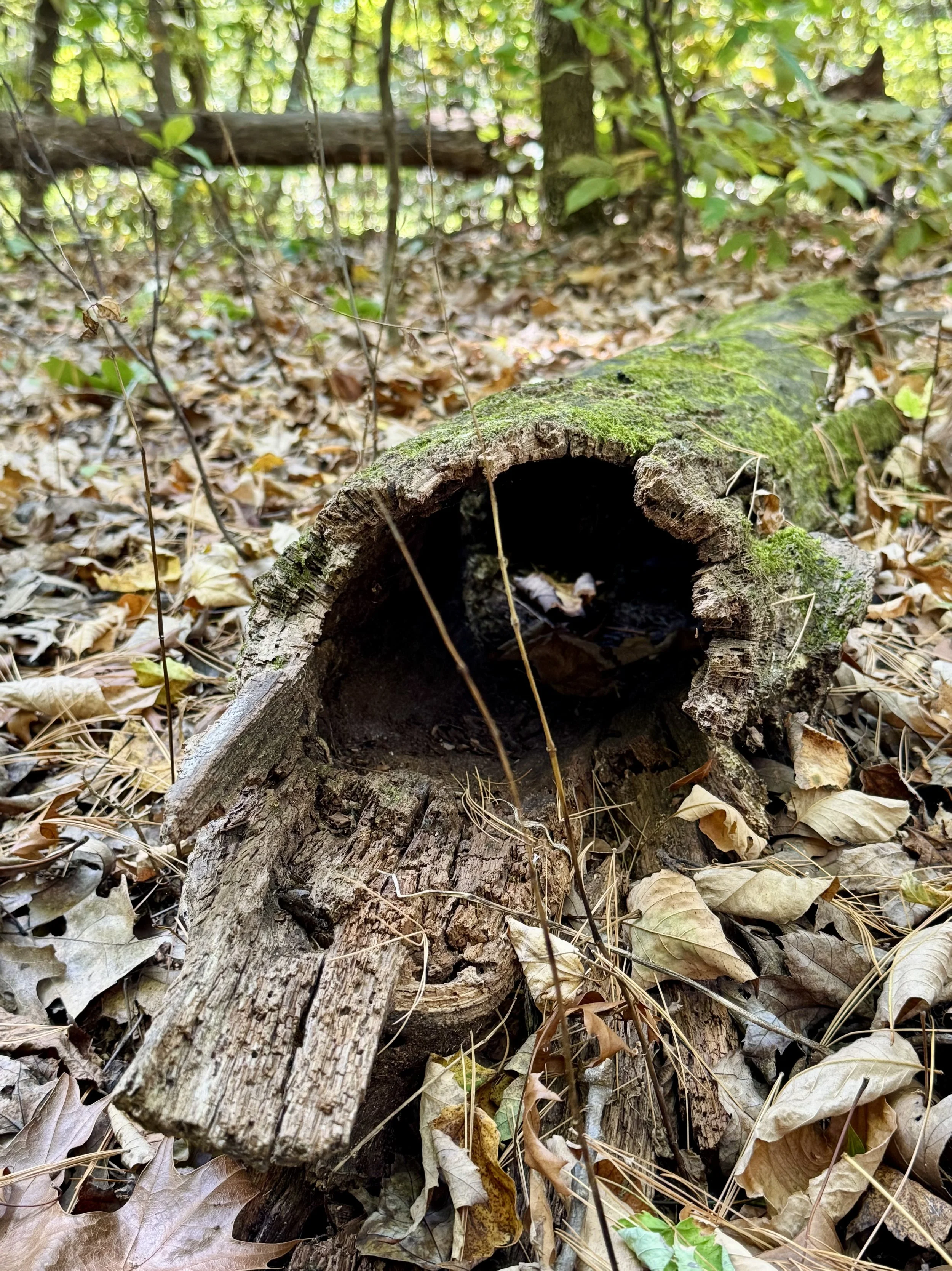 Wild_Life_Refuge_by-Tona-Williams_3096.jpeg