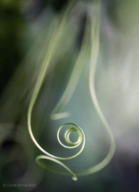 Close-up of green tendrils or vines with a spiral shape.  Image provided by Cyndi Bemel (cyndibemel.com | cbemel3@me.com)