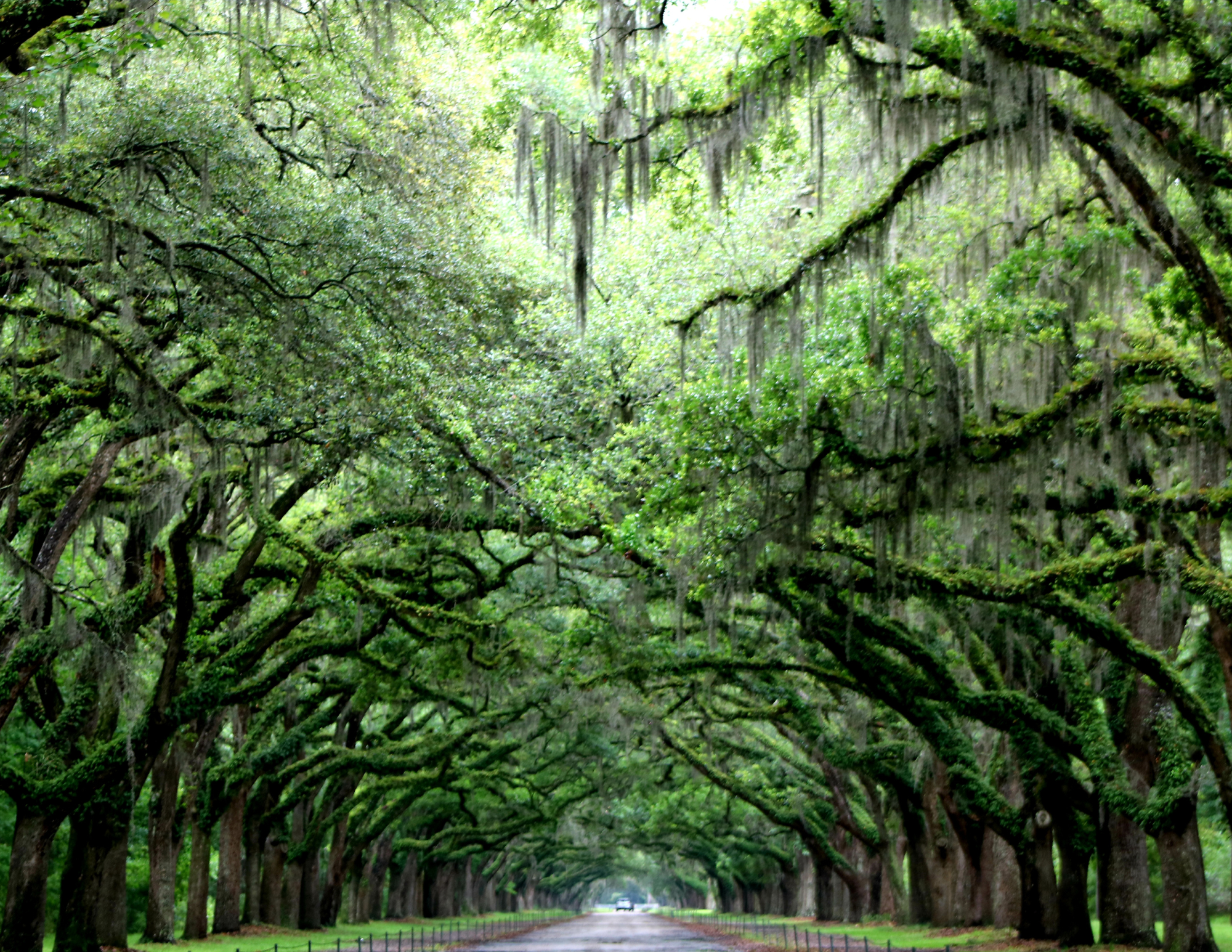 A tree-lined road with arching branches covered in moss creating a canopy over the road.