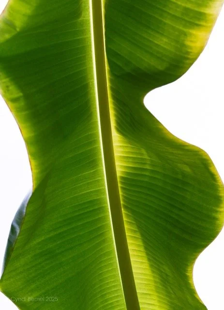 Close-up of a green banana leaf with sunlight shining through, highlighting its texture and veins.  Image provided by Cyndi Bemel (cyndibemel.com | cbemel3@me.com)