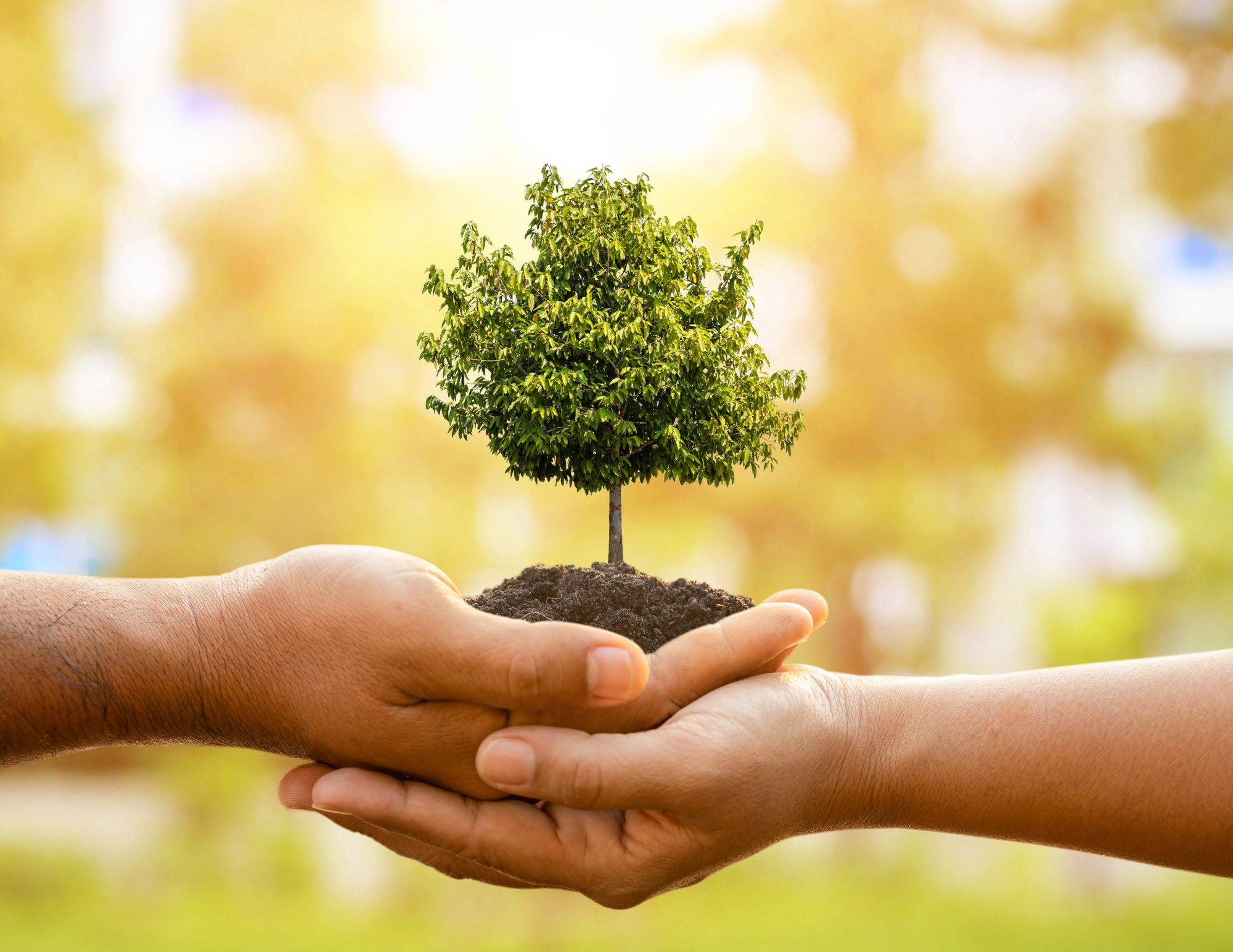 Two hands holding soil with a small green tree growing in it, against a blurred autumnal background.