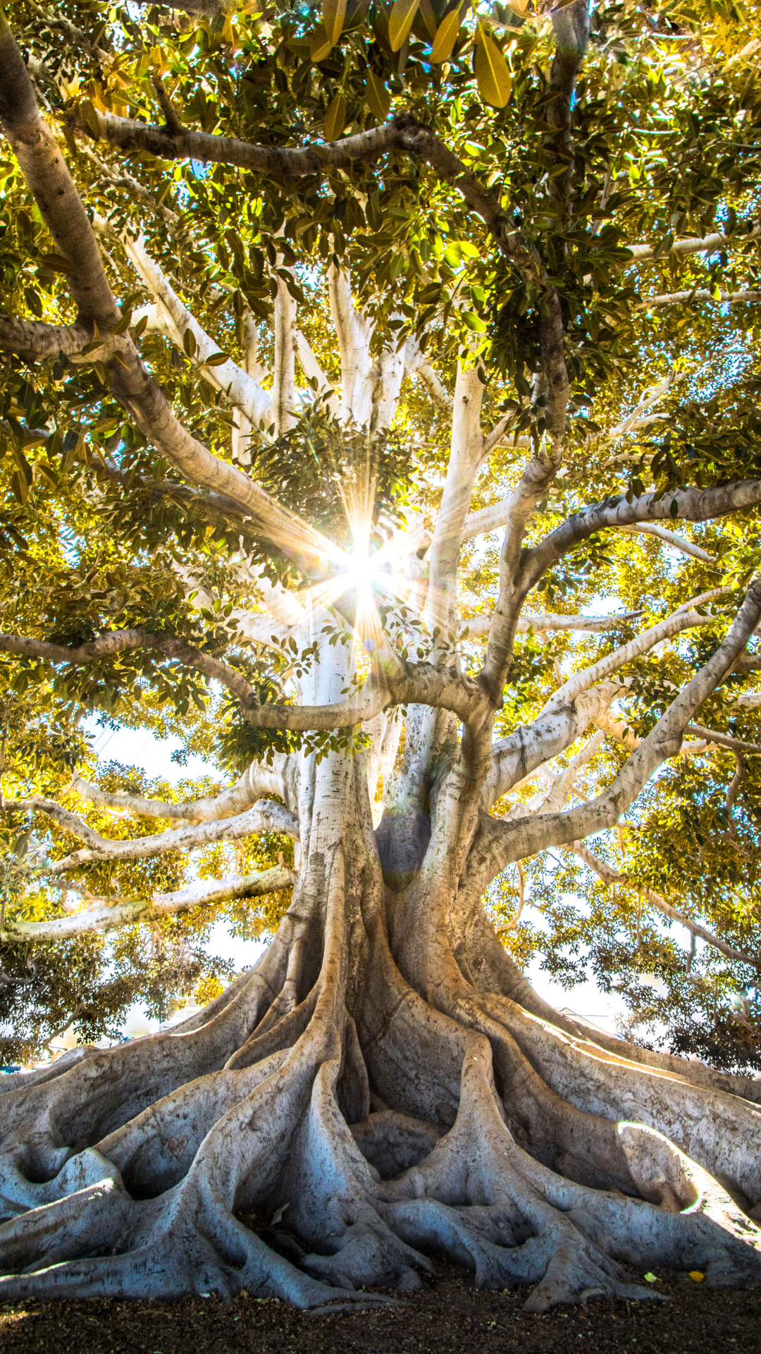 A large, ancient tree with twisting roots and thick branches glowing in sunlight, with sunlight shining through the leaves.