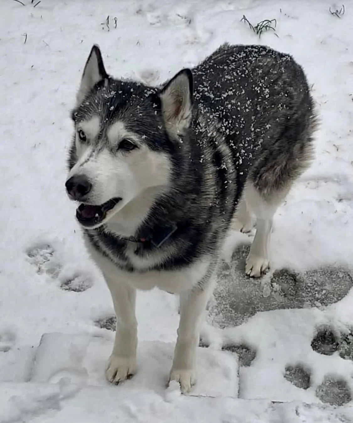 Zaria a dog who was healed with energy work