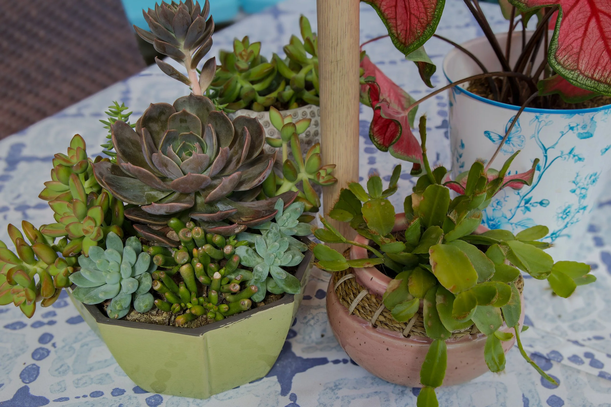 Various potted succulent plants on a table with a blue and white patterned tablecloth.