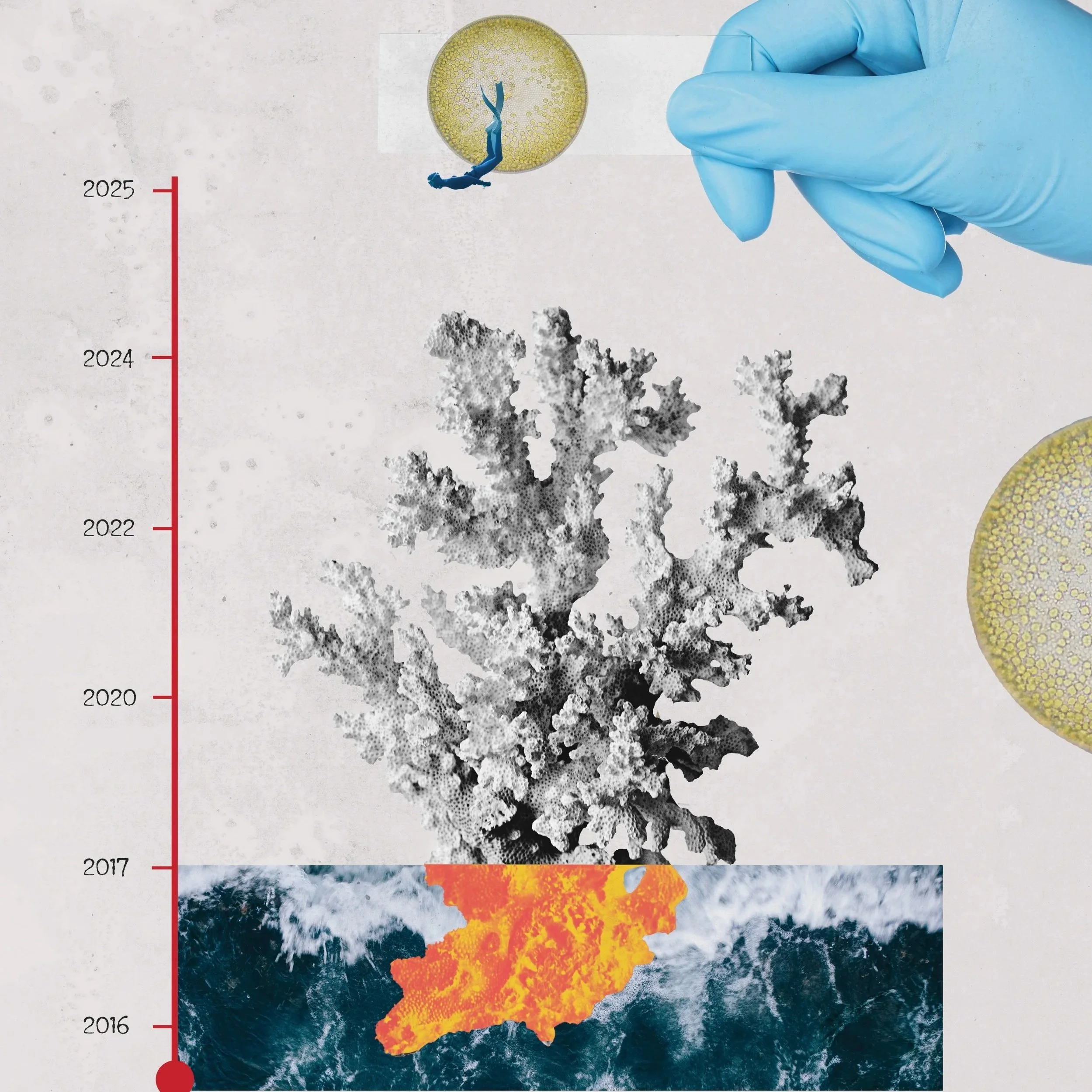 UN Sustainability Goals