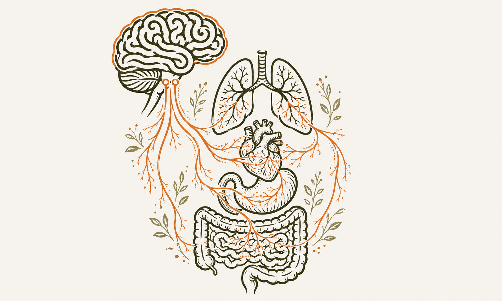 Illustration of the of the nervous system and the impact the vagus nerve as on stress in the body.