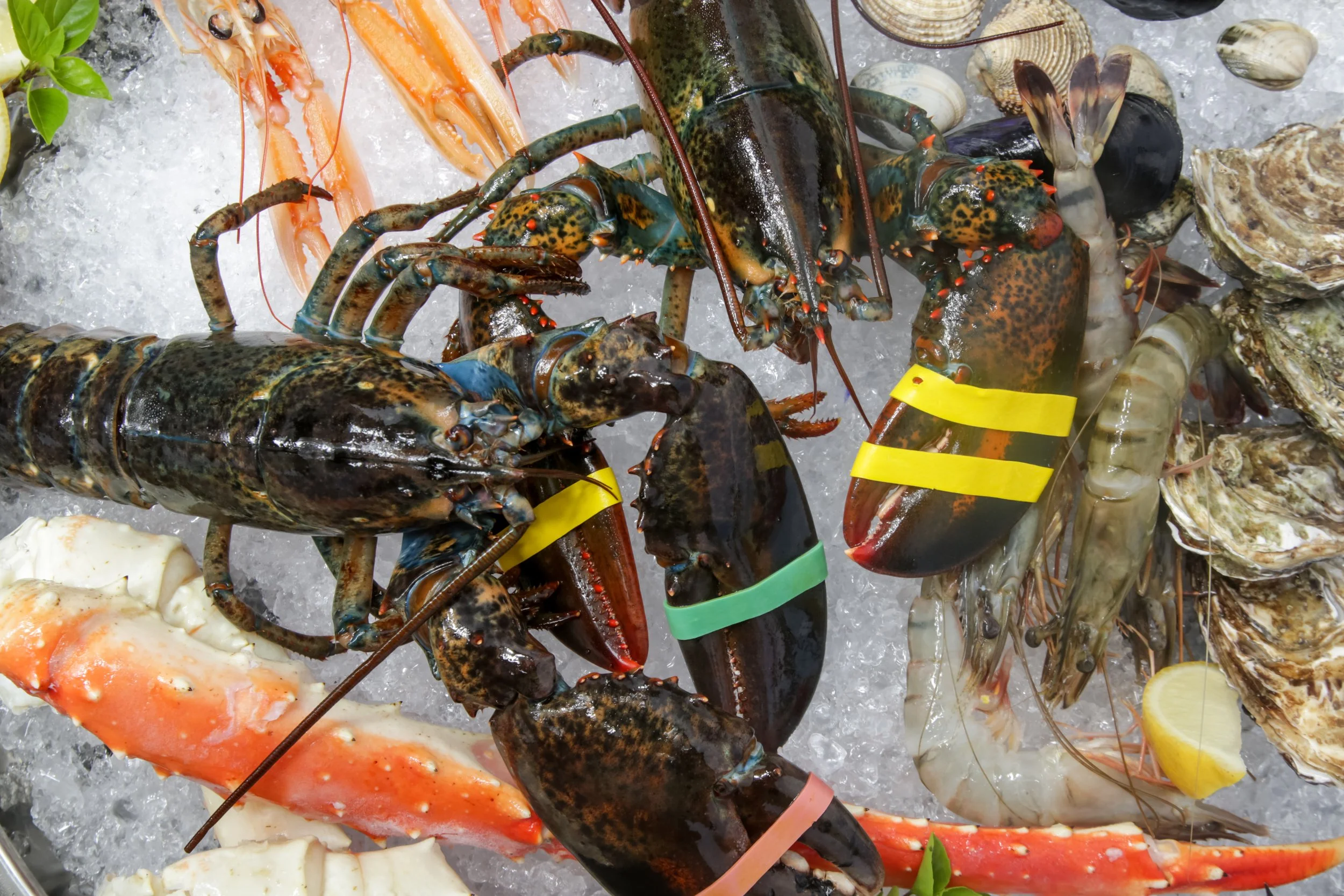 The Seafood Table — U.S. East Coast