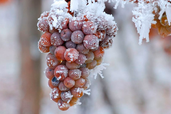 What Is Ice Wine?