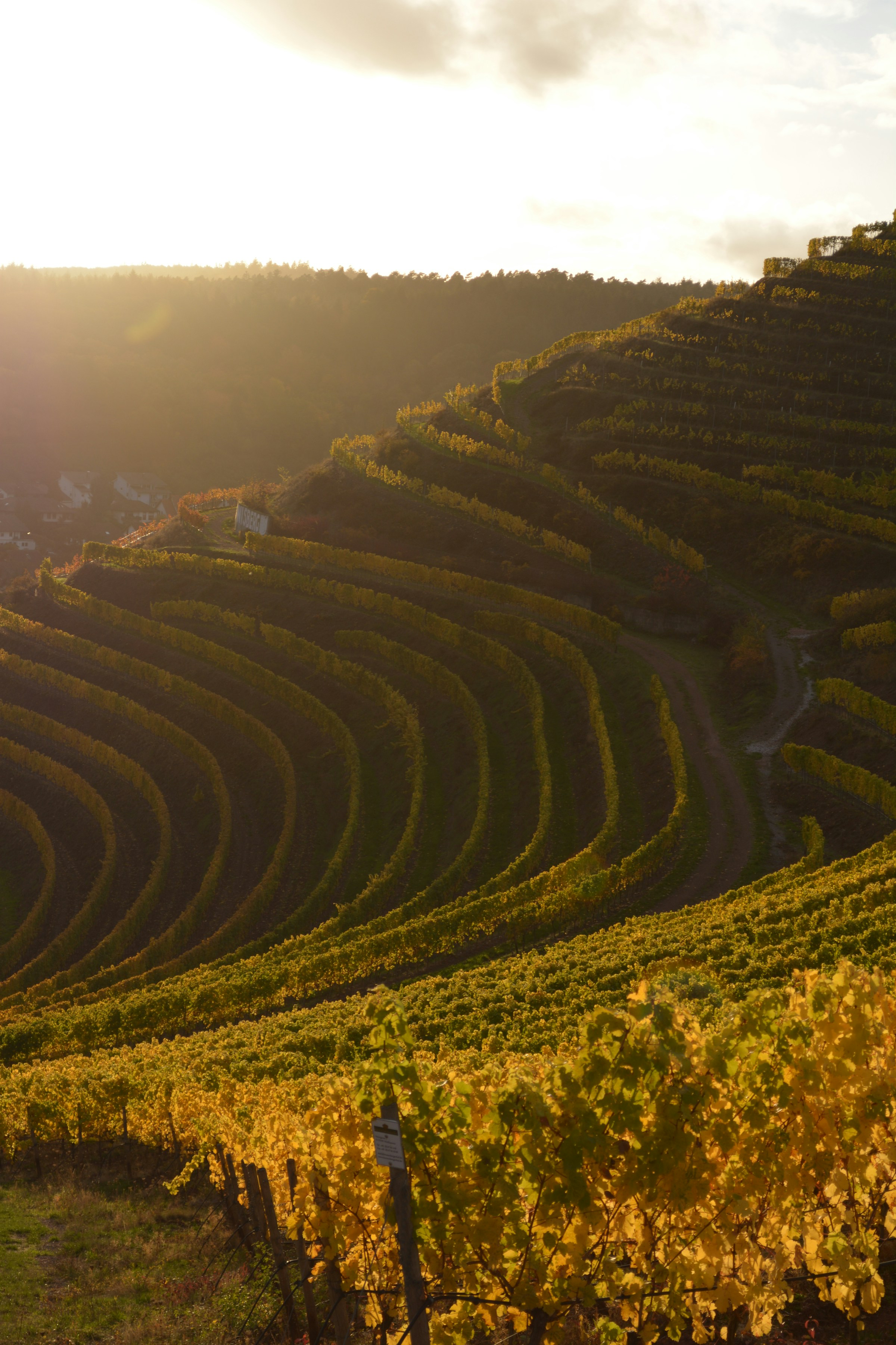 What Is Terroir in Wine?