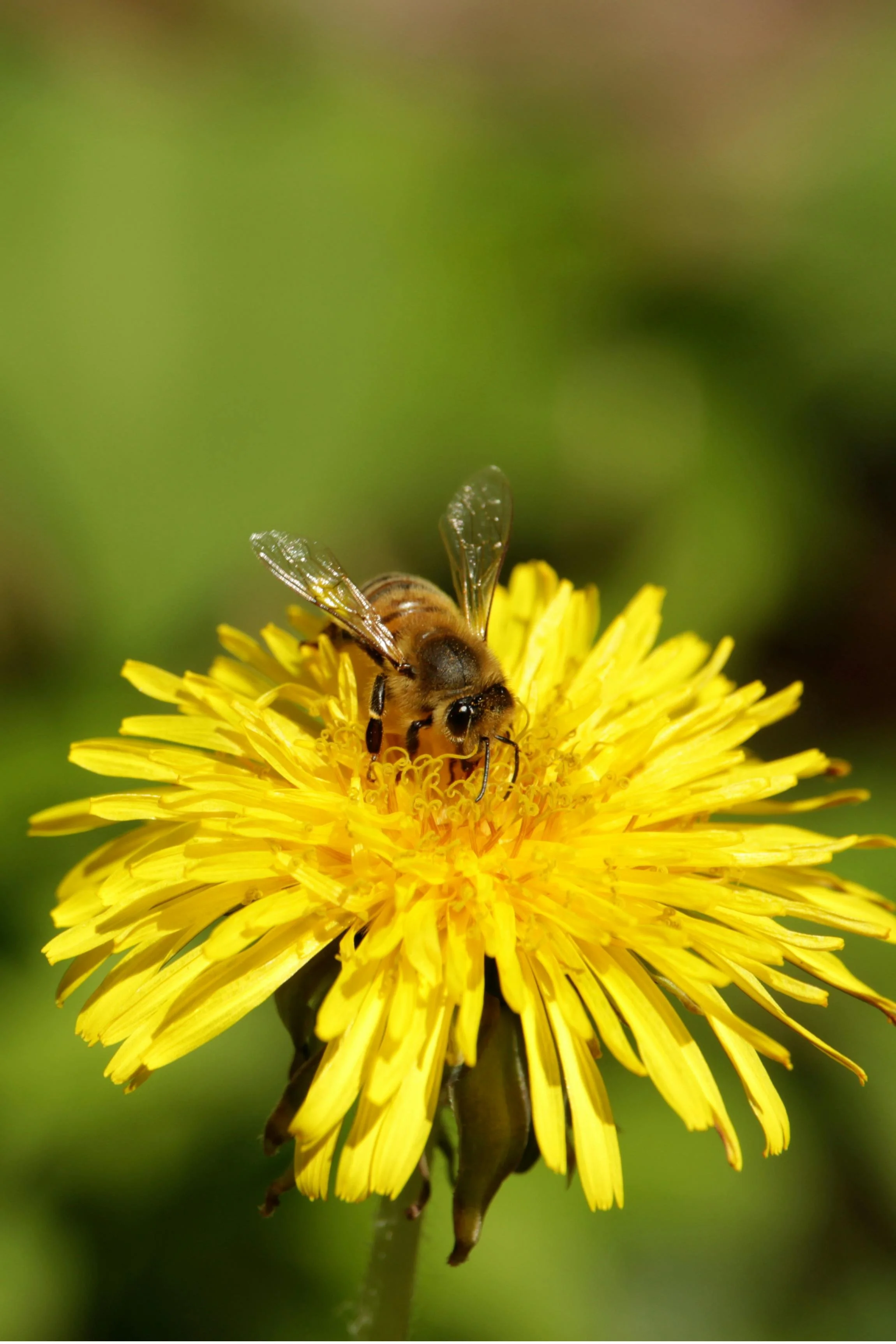 anacardia-7661500.jpg