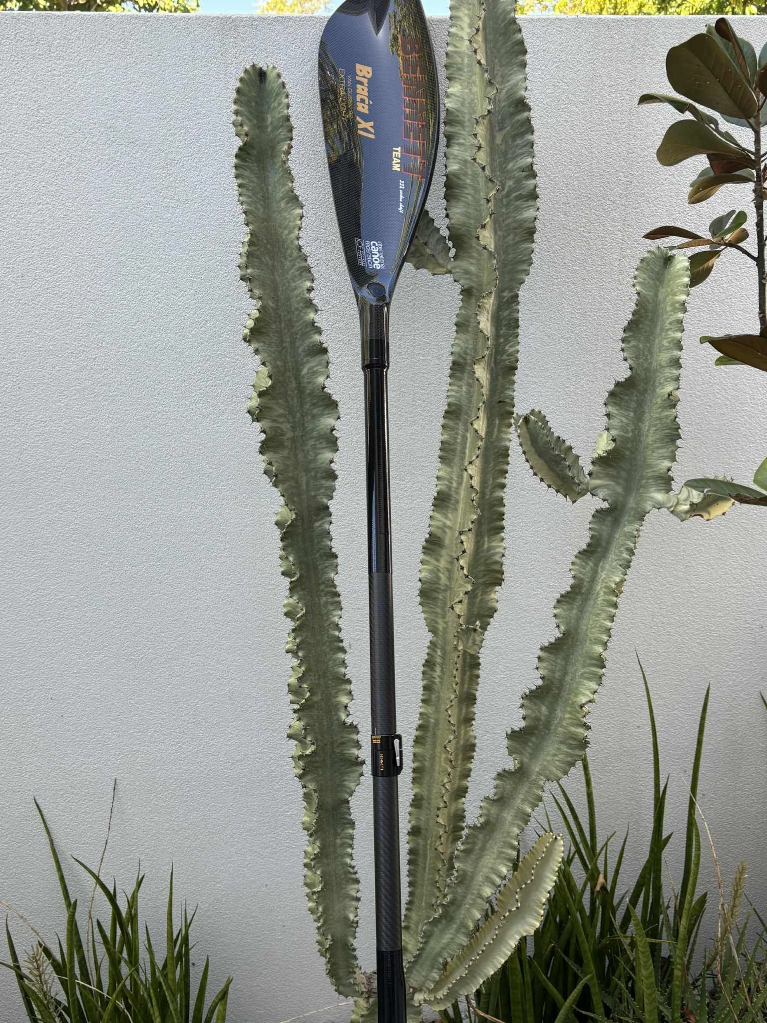 A carbon fiber Surf Ski paddle with a colorful head cover leaning against a tall cactus plant with multiple long, wavy, green cactus arms, outside near other green plants.