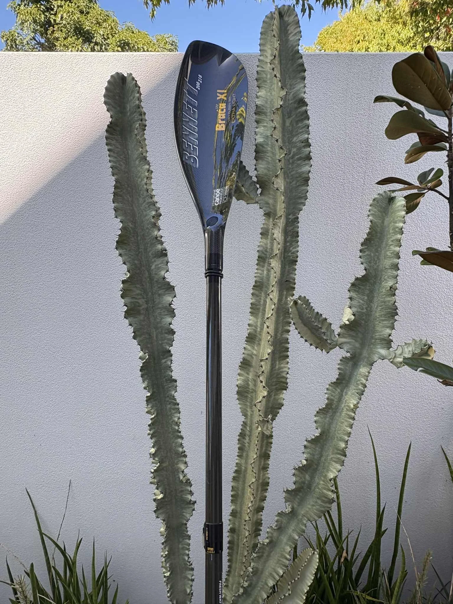 A black kayak paddle resting against a tall cactus plant with long, wavy, gray-green stems, outdoors near a white wall with trees in the background.