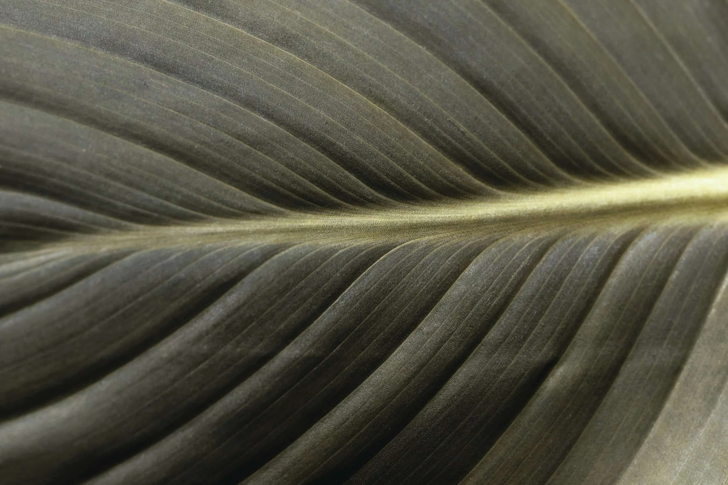 Close-up of a large, dark green leaf with visible veins and a central yellowish line.