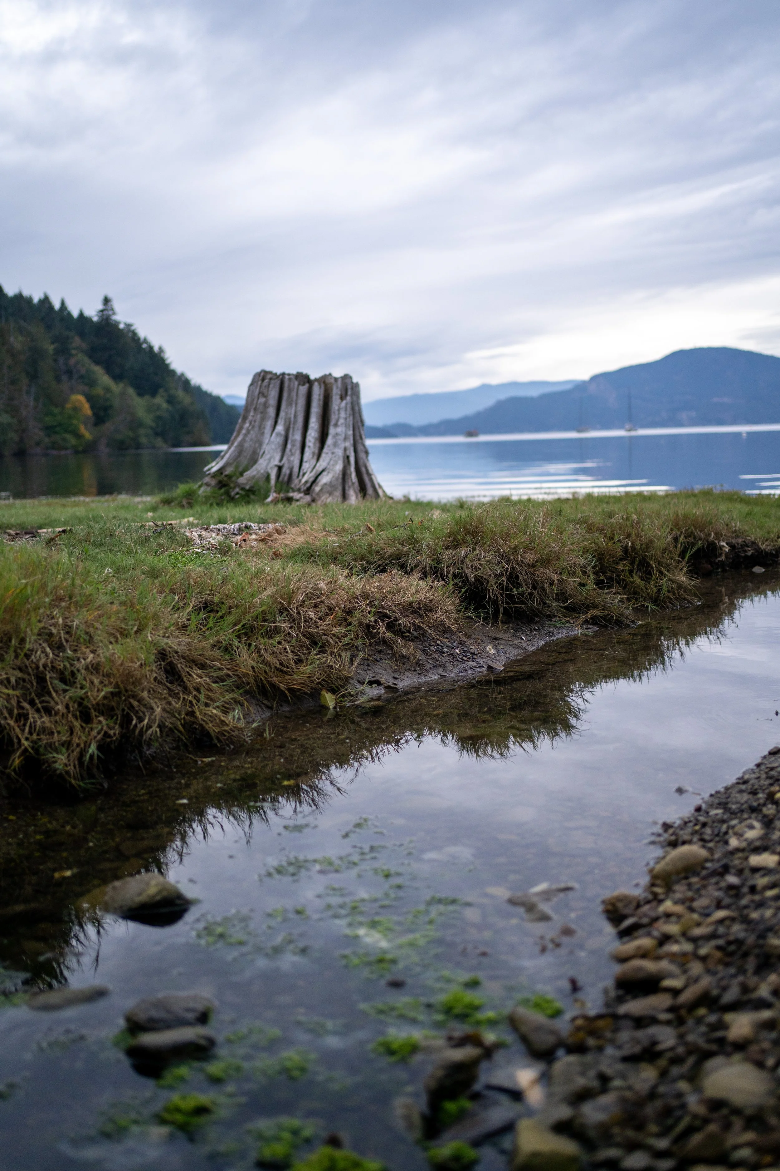 Scenic landscape with a weathered tree stump on the grassy shore of a lake, mountains in the distance, and boats sailing on calm water, under a cloudy sky.