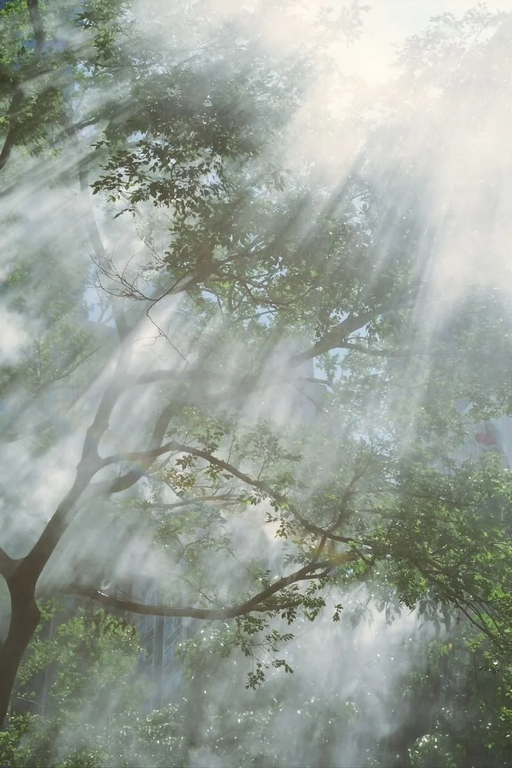 Sunlight rays shining through the green leaves of a large tree in a forest.