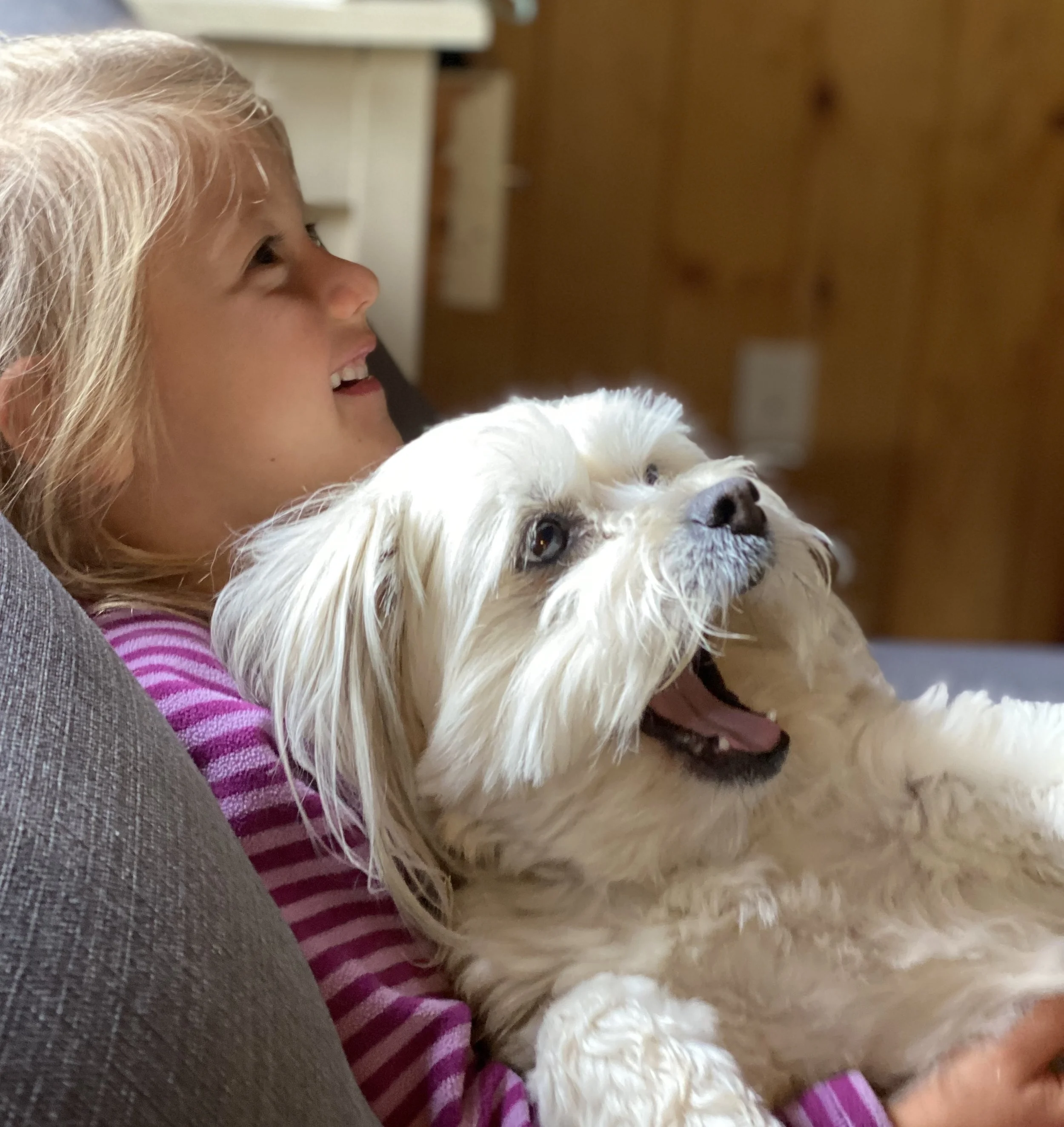 A young girl with blonde hair and a striped shirt smiling while lying on a couch, resting her head on a gray cushion, with a happy, white, fluffy dog resting on her chest.