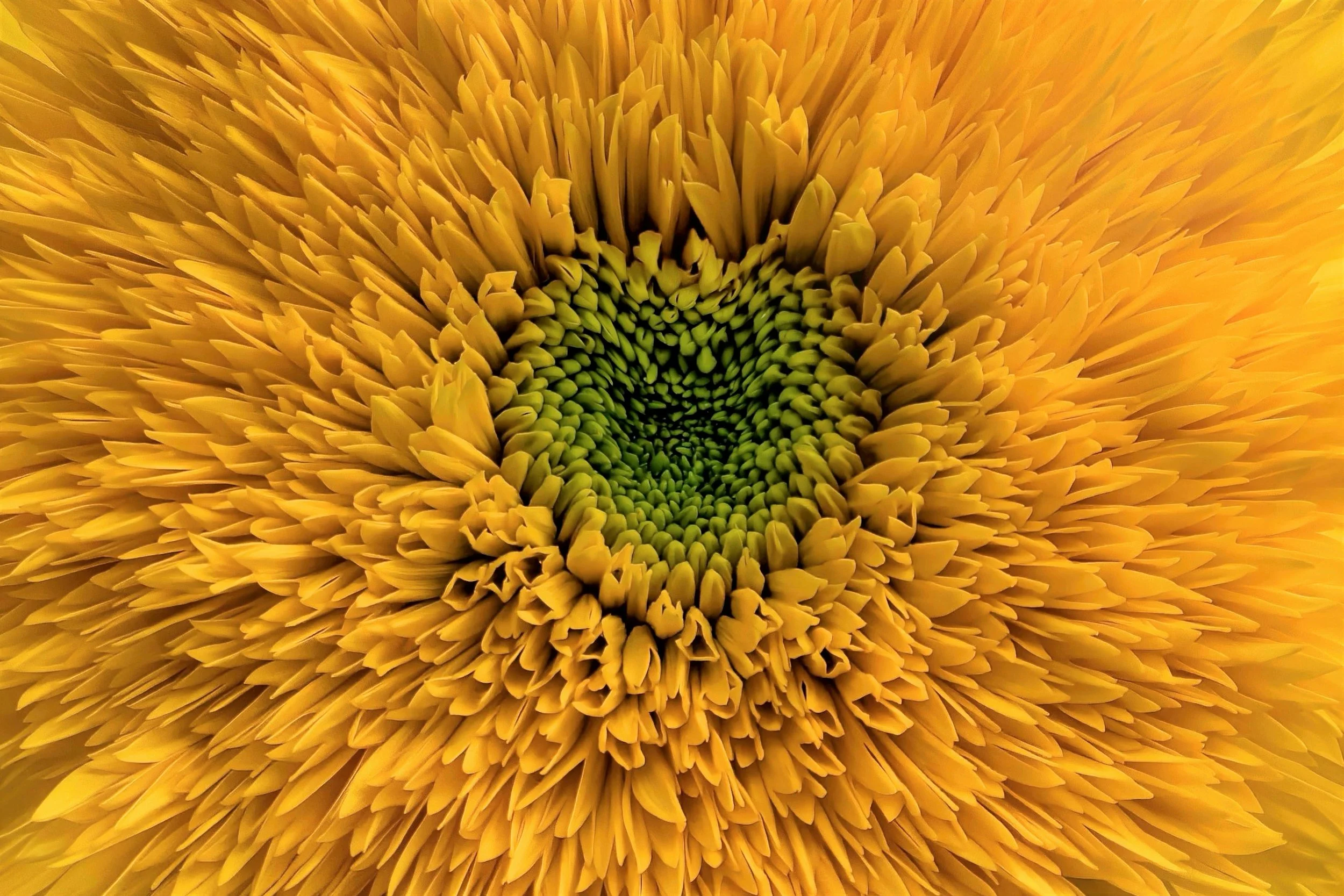 Close-up of a sunflower's center, showing yellow petals and green inner seeds.
