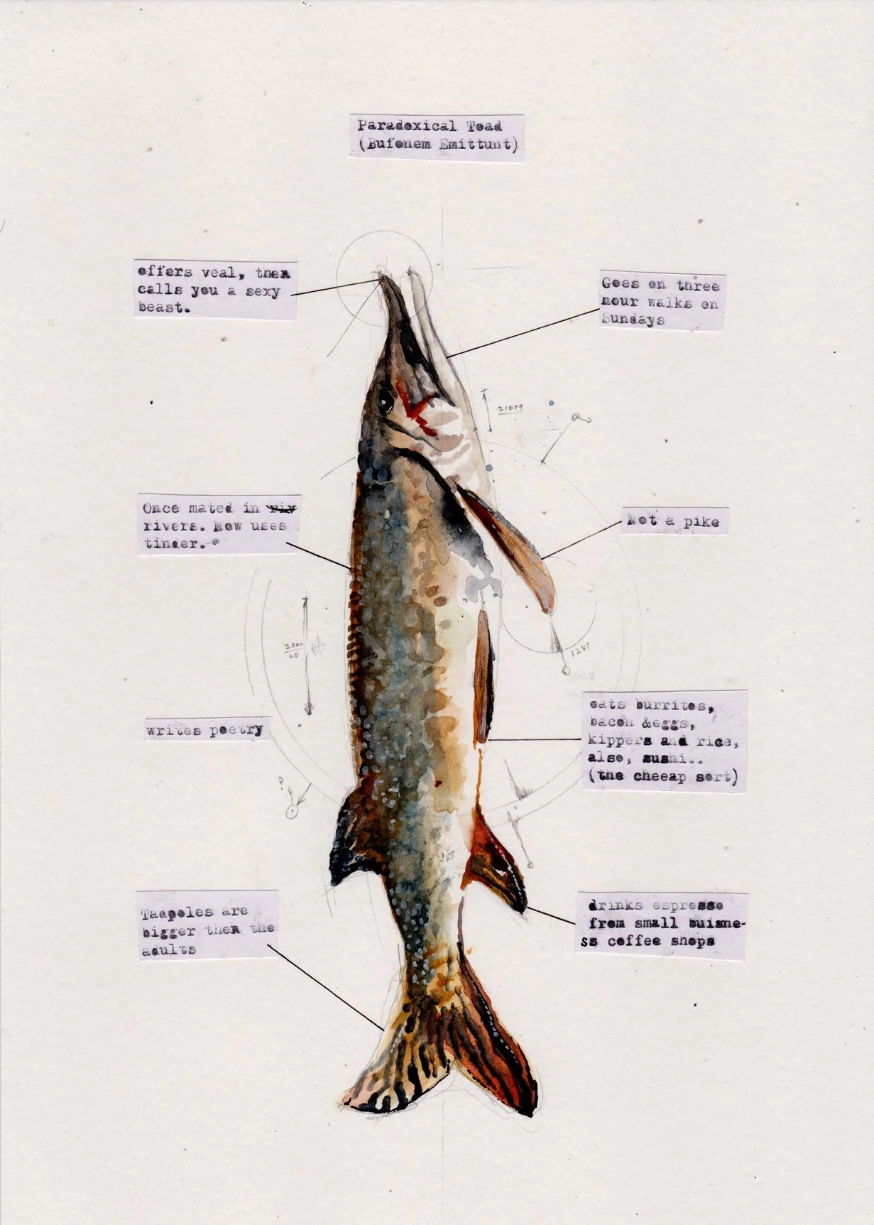 paradoxical toad.jpg