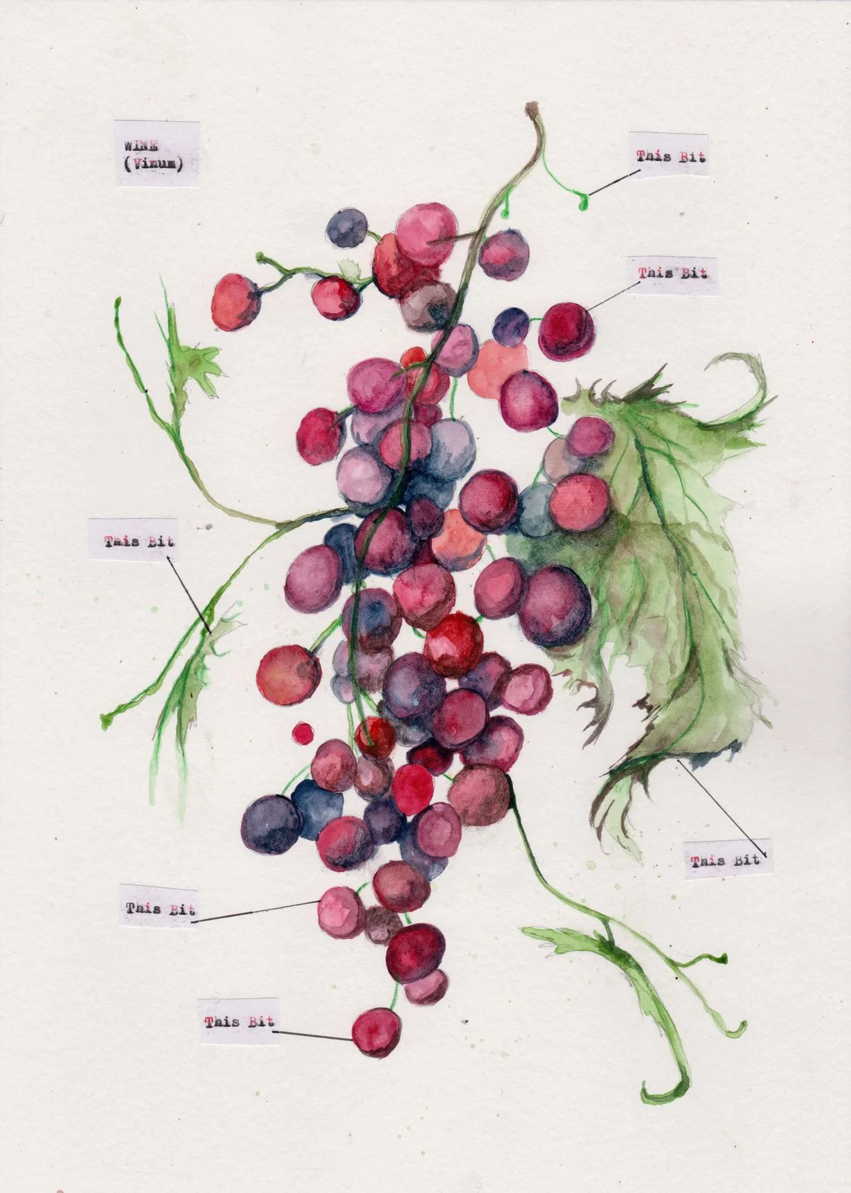 wine.jpg