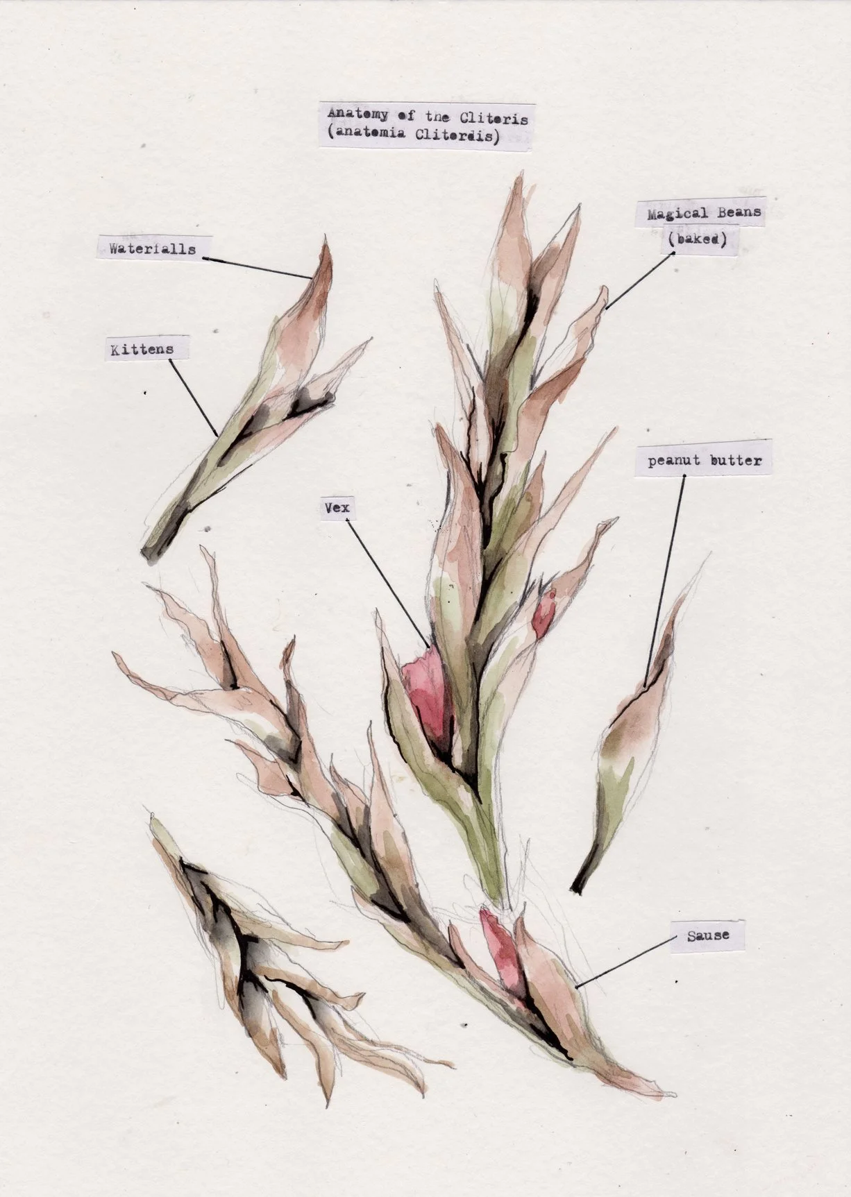 anatomy of the clitoris.jpg