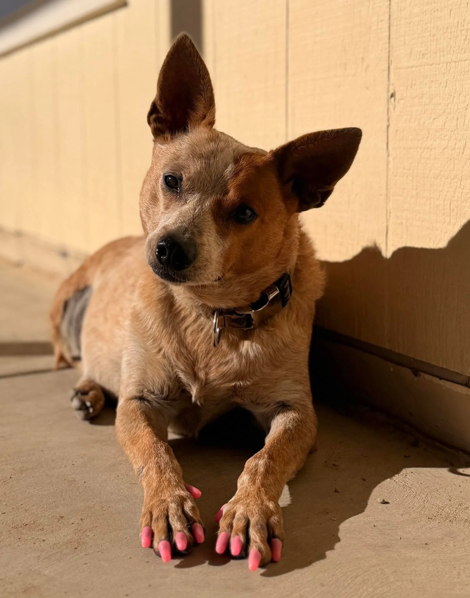 I&rsquo;m not girly enough to do my own nails, but I make sure my dogs are freshly manicured ￼💅