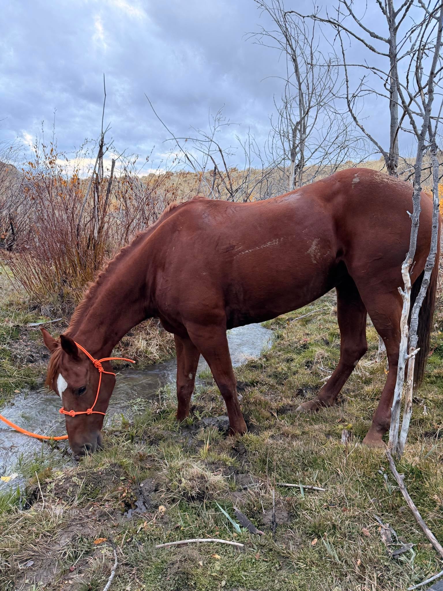 My girl Juice looking like a million bucks out here in the sticks