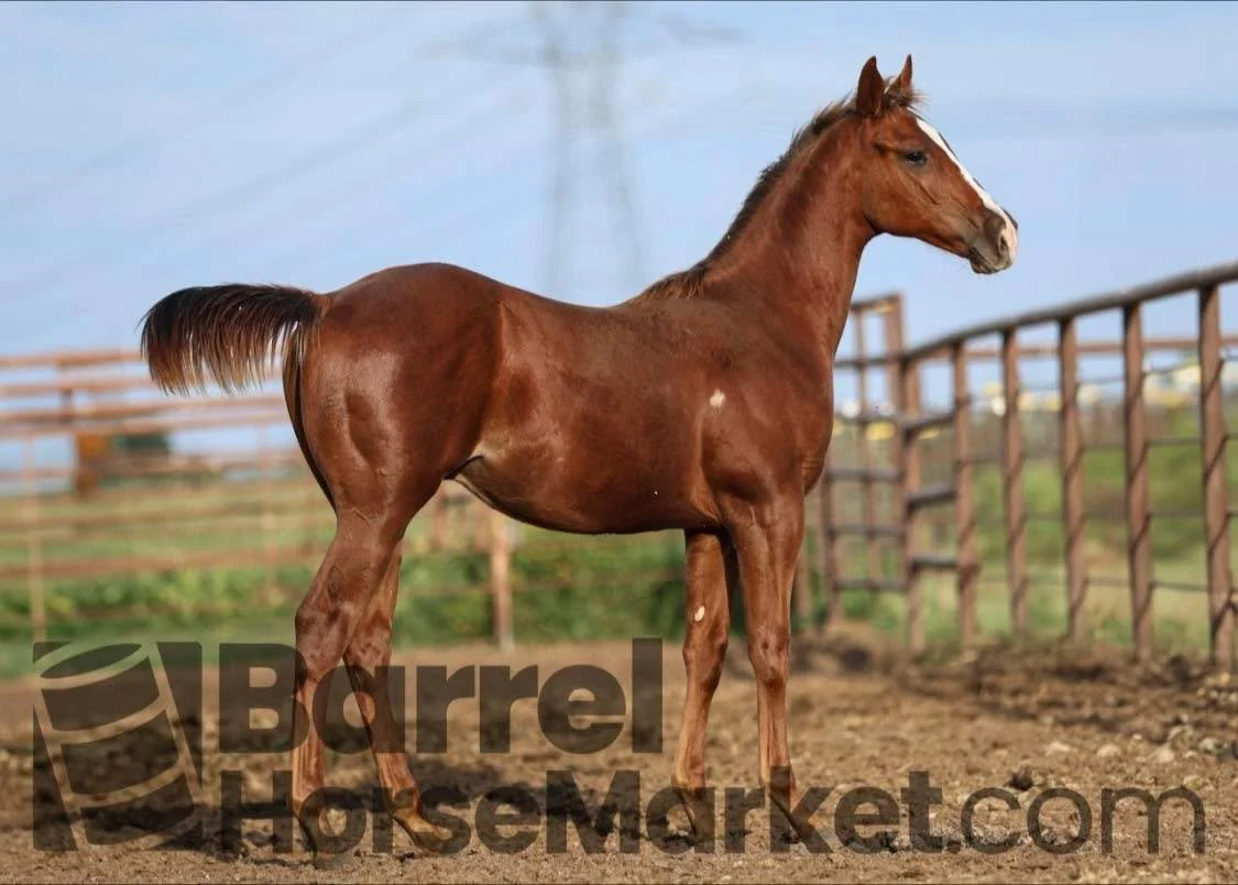 I guess the cats out of the bag! Cant ship anything from Collinsville after a sale, without someone figuring it out😉 We got a piece of the Dynasty. Our beautiful new stud Colt should be headed this way shortly. Feel The Flo x Furytyme 🥹 We got a Pu