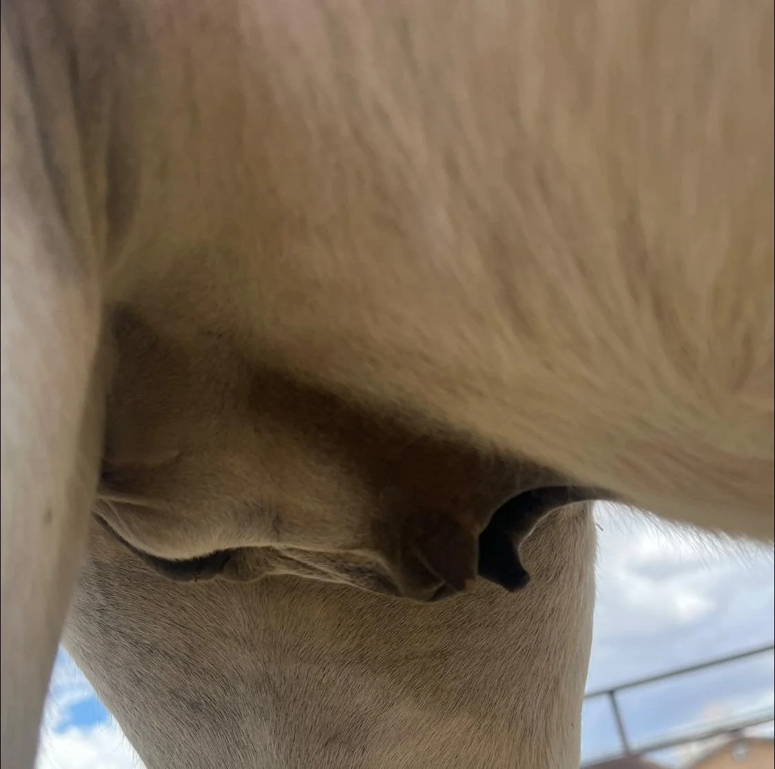 Funny story..stupid me 😆 

I&rsquo;ve been calling this donkey &ldquo;mama donkey&rdquo; for weeks. Even contemplating if the other one was her baby! BECAUSE&hellip;..it has teats! This morning, I was feeding and this donkey had its huge ole wiener 