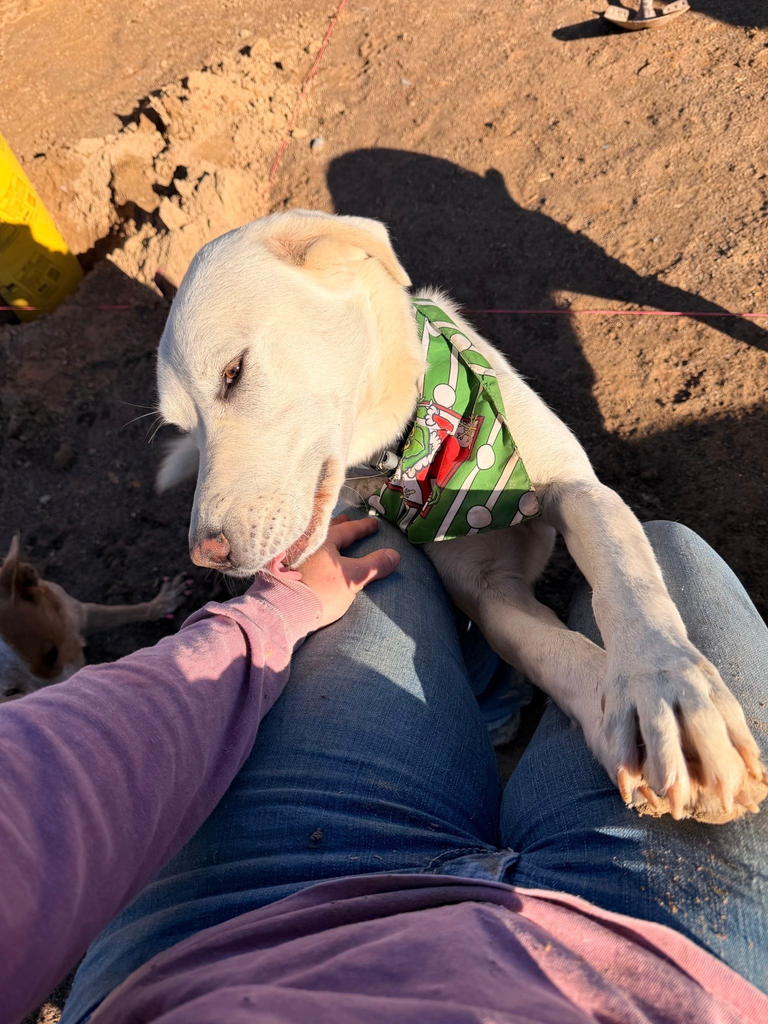 I think they know when you save them 💕 

Three legged Pyrenees mix I rescued last year after being hit by a car. Hes now thriving as a mini ranch dog. He sure dogs love his new life.