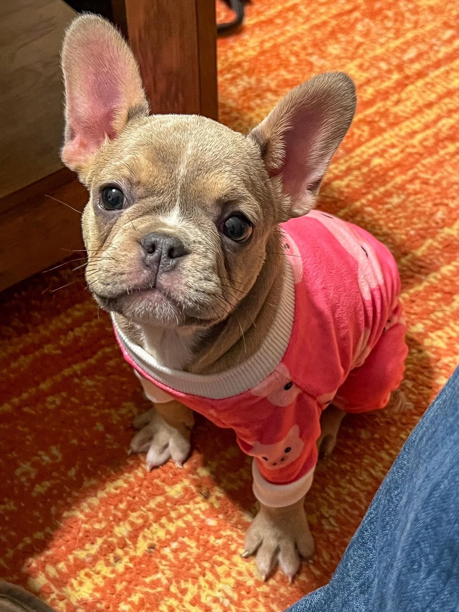 I&rsquo;m helping raise money for No To Abuse! If y&rsquo;all want to see me kiss a real pig at the Kiss A Pig Event, I have to raise the most money💰💋🐷 

If 25 people donate $20, I&rsquo;ll reach my $500 goal! 

Donate online:
https://givebutter.c