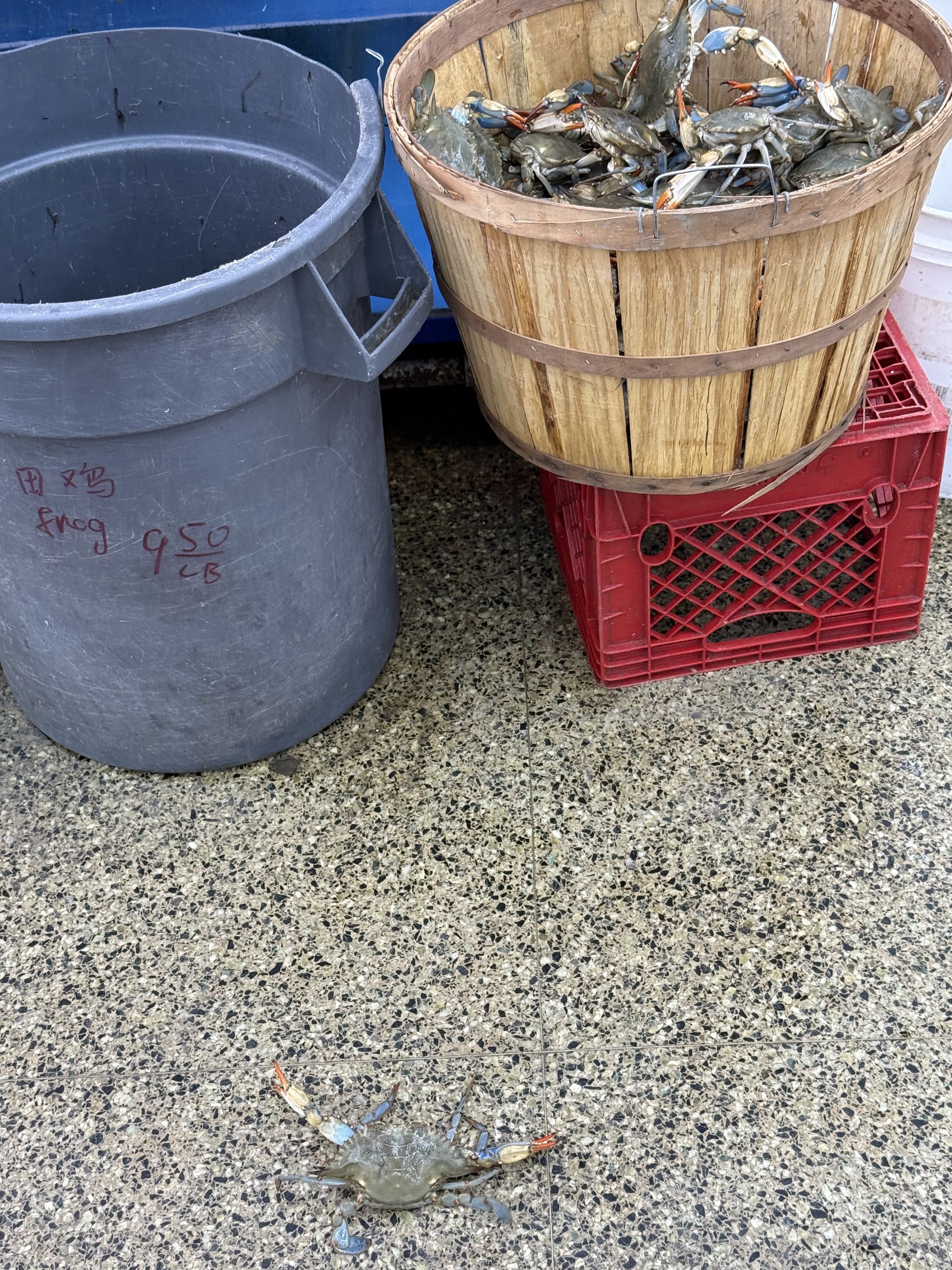 Crab’s Great Escape