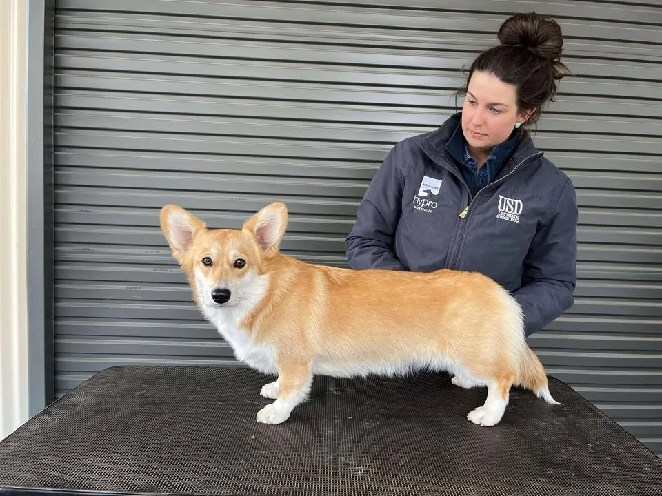 A woman in a dark blue jacket with a USSD logo and a ponytail stands behind a long-haired corgi on a grooming table, with a gray roll-up door in the background.