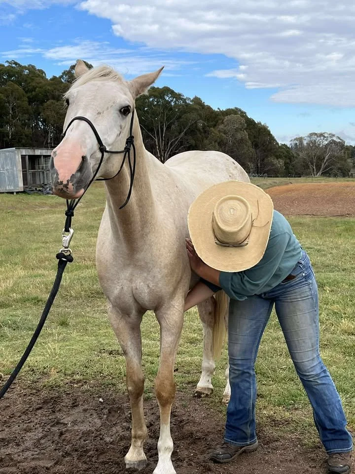 A person with a wide-brimmed hat and jeans is milking a white horse in a grassy field.