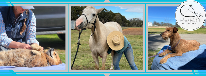 A collage of three images: a person petting a golden retriever, a person with a white horse outdoors, and a brown dog lying on a blue towel outdoors with a logo that says 'Horse & Hound Bodyworks'.