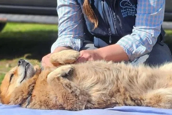A person in a plaid shirt and vest petting a golden retriever puppy lying on its back on a blanket outside.