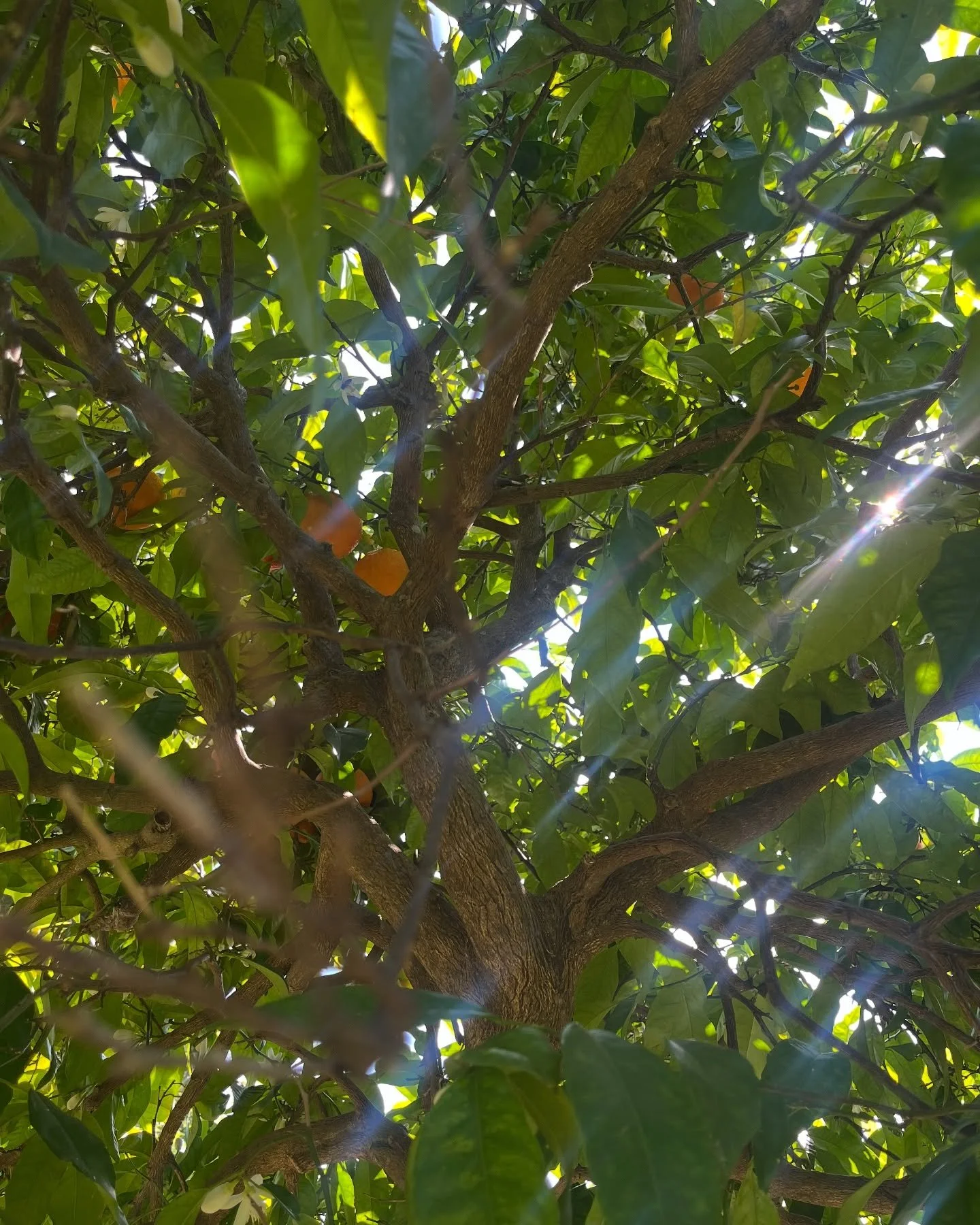 A sunkissed Orange Tree at 🍊 Les Jardins - Du Mus&eacute;e International de la Parfumerie, Mouans-Sartoux, South of France 🇫🇷