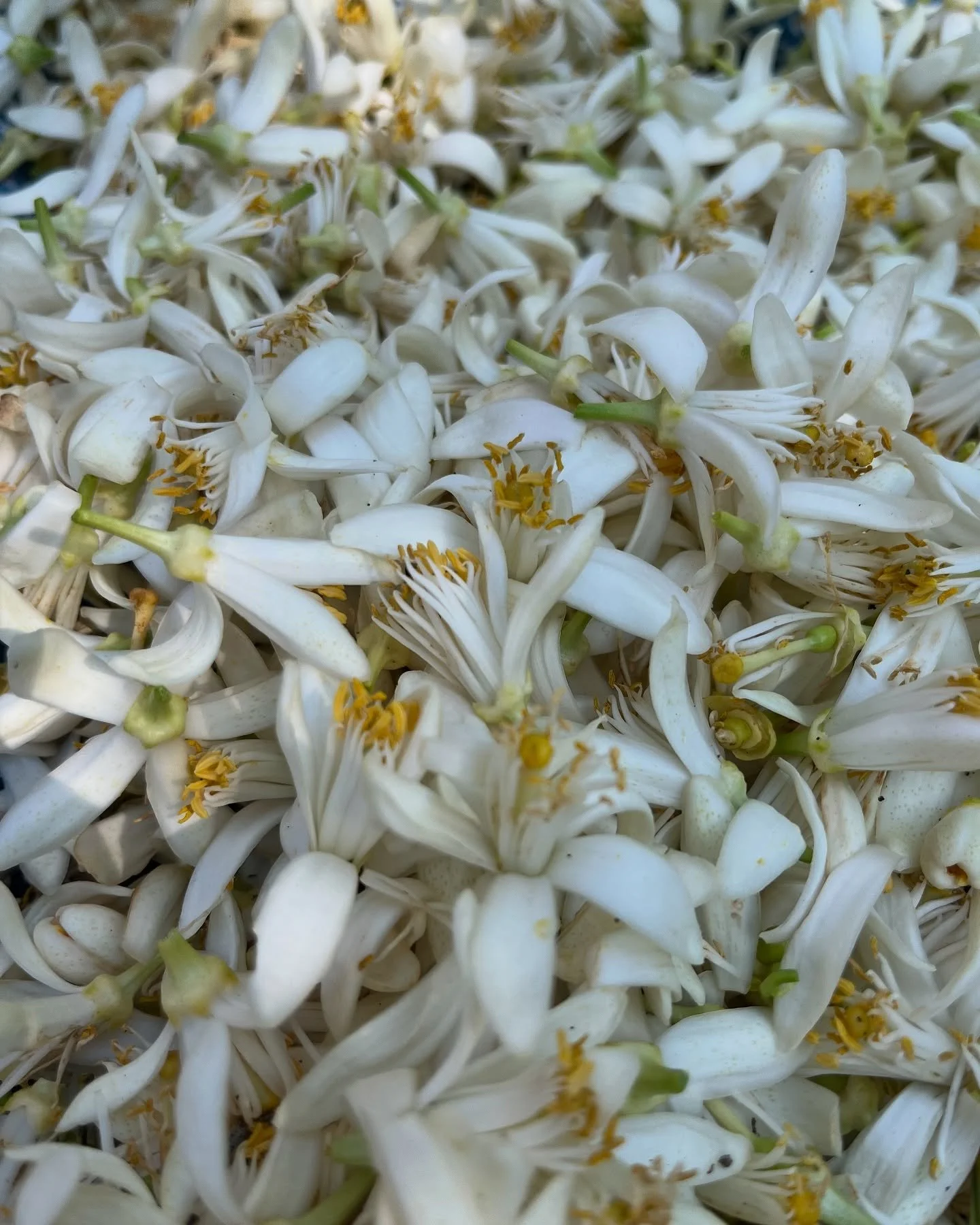 &hellip;Together with the Burren Perfumery Staff, where I work part time as a cream and soapmaker, I went to Grasse earlier this week. Here are a mix of photo-impressions that happended during these truly fulfilling days at the perfumers capital of t