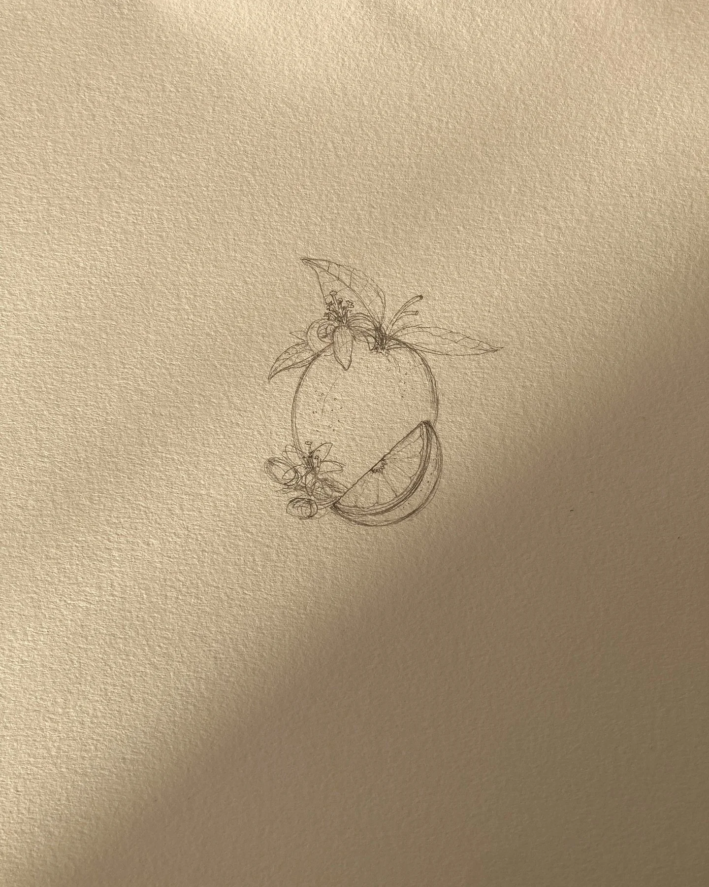 Sweet Orange 🍊 Drawings 

#sweetorange #sweetorangeessentialoil #orange #orangedrawing