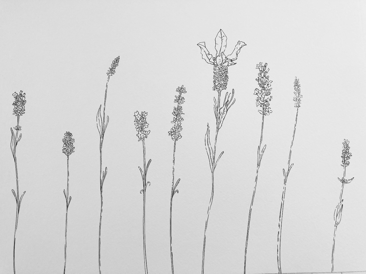 🙋🏼&zwj;♀️🙆🏼&zwj;♀️ More lavender drawings 💜💆&zwj;♀️🟣🪻fine-line-pens on paper